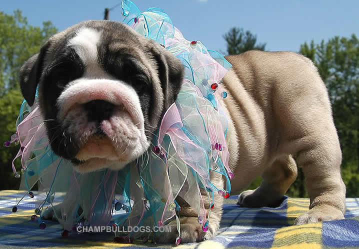 English Bulldog puppies